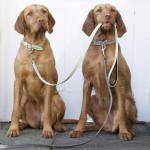 Обучение дрессировке и управлению собакой