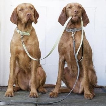 Обучение дрессировке и управлению собакой