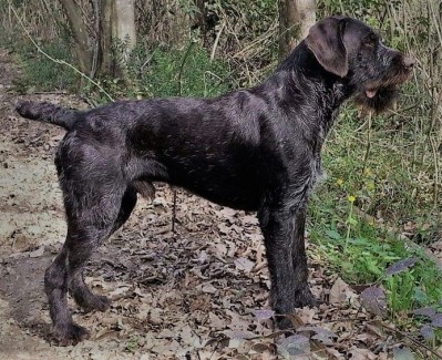 Дратхаар Eiko v.d. Karthane