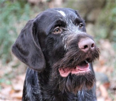 Дратхаар Eiko v.d. Karthane