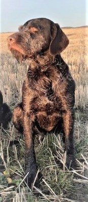 Дратхаар Eiko v.d. Karthane