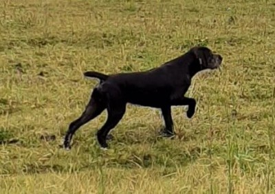 Дратхаар Eiko v.d. Karthane