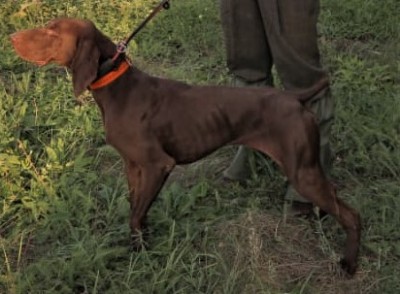 Курцхаар Joze