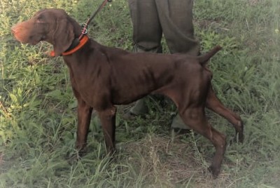 Курцхаар Joze