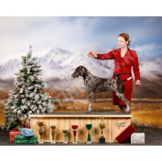 Породистая племенная сука породы курцхаар!