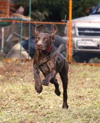 Курцхаар Santi (Санти)