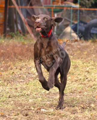 Курцхаар Santi (Санти)