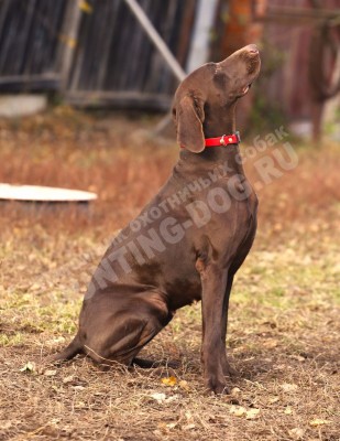 Курцхаар Santi (Санти)