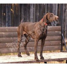 Породистая племенная сука курцхаар!