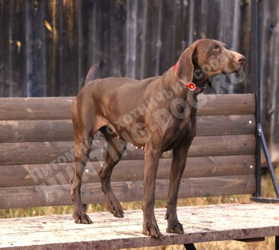 Курцхаар Santi (Санти)