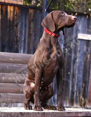 Курцхаар Santi (Санти)