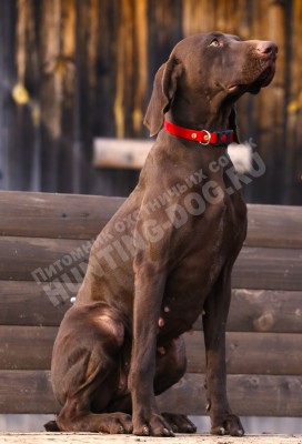 Курцхаар Santi (Санти)