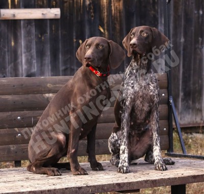 Курцхаар Santi (Санти)