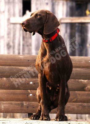 Курцхаар Santi (Санти)