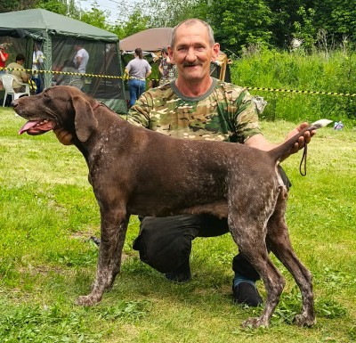 Курцхаар Виват Юнис Молли