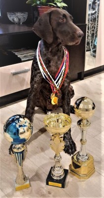 Курцхаар Виват Юнис Молли