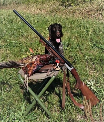 Дратхаар Yukon vom Honeverg