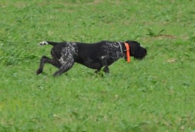 Дратхаар Yukon vom Honeverg