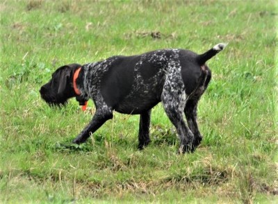 Дратхаар Yukon vom Honeverg