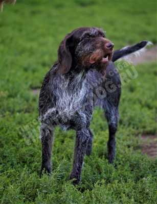 Дратхаар Aki z Purkrabskeho Lesa