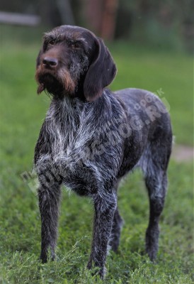 Дратхаар Aki z Purkrabskeho Lesa