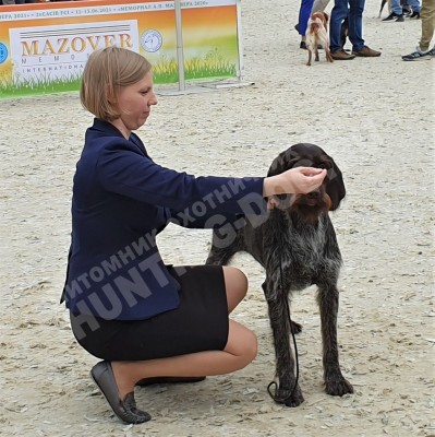 Дратхаар Aki z Purkrabskeho Lesa