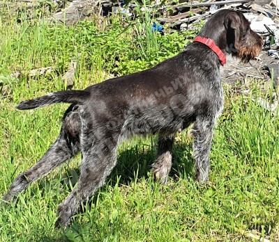 Дратхаар Aki z Purkrabskeho Lesa