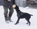 Обучение аппортировке собак охотничьих пород