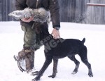 Обучение аппортировке собак охотничьих пород