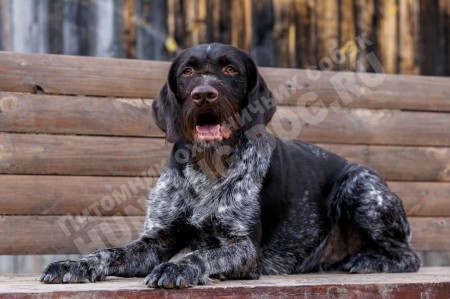 Attila vom Wunder-Forst