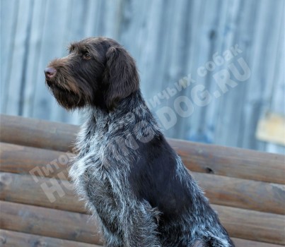 Britta (Бритта)