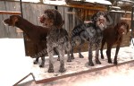 Будни питомника охотничьих собак Hunting-dog