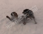 Будни питомника охотничьих собак Hunting-dog