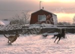Будни питомника охотничьих собак Hunting-dog
