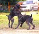 Будни питомника охотничьих собак Hunting-dog