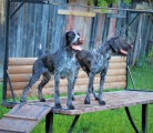 Будни питомника охотничьих собак Hunting-dog