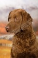 Чесапик-бей-ретривер Чакра