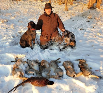 Охота с дратхааром на зайца, трофеи