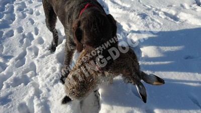 Охота с дратхааром на зайца, трофеи