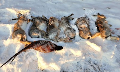 Охота с дратхааром на зайца, трофеи