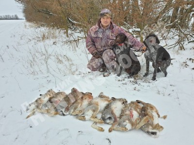 Охота с дратхааром на зайца, трофеи