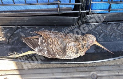 Охота с дратхааром, трофеи