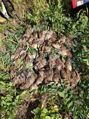 Охота, трофеи