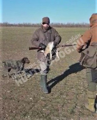 Охота с дратхааром на зайца, трофеи