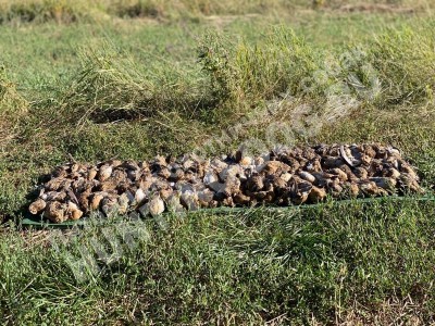 Охота, трофеи