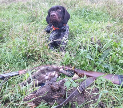 Охота с дратхааром, трофеи