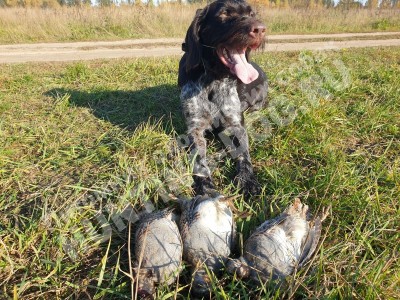 Охота с дратхааром, трофеи