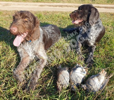 Охота с дратхааром, трофеи