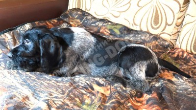 Щенок дратхаар