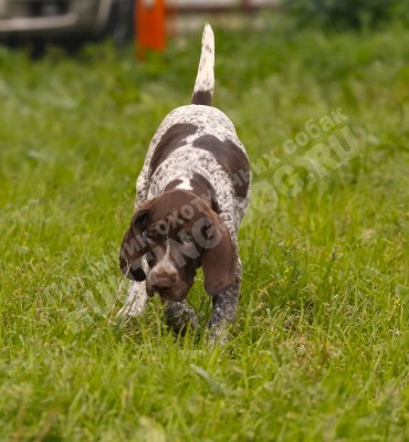 Щенок курцхаар